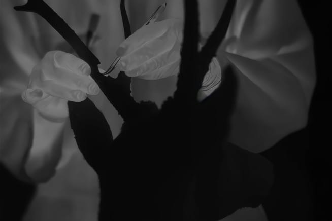 Eyes That Shine at Night: A Lecture-Performance by Jessica Sarah Rinland